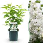Gewone sering Mme Lemoine, heester met witte bloemen, plant in pot