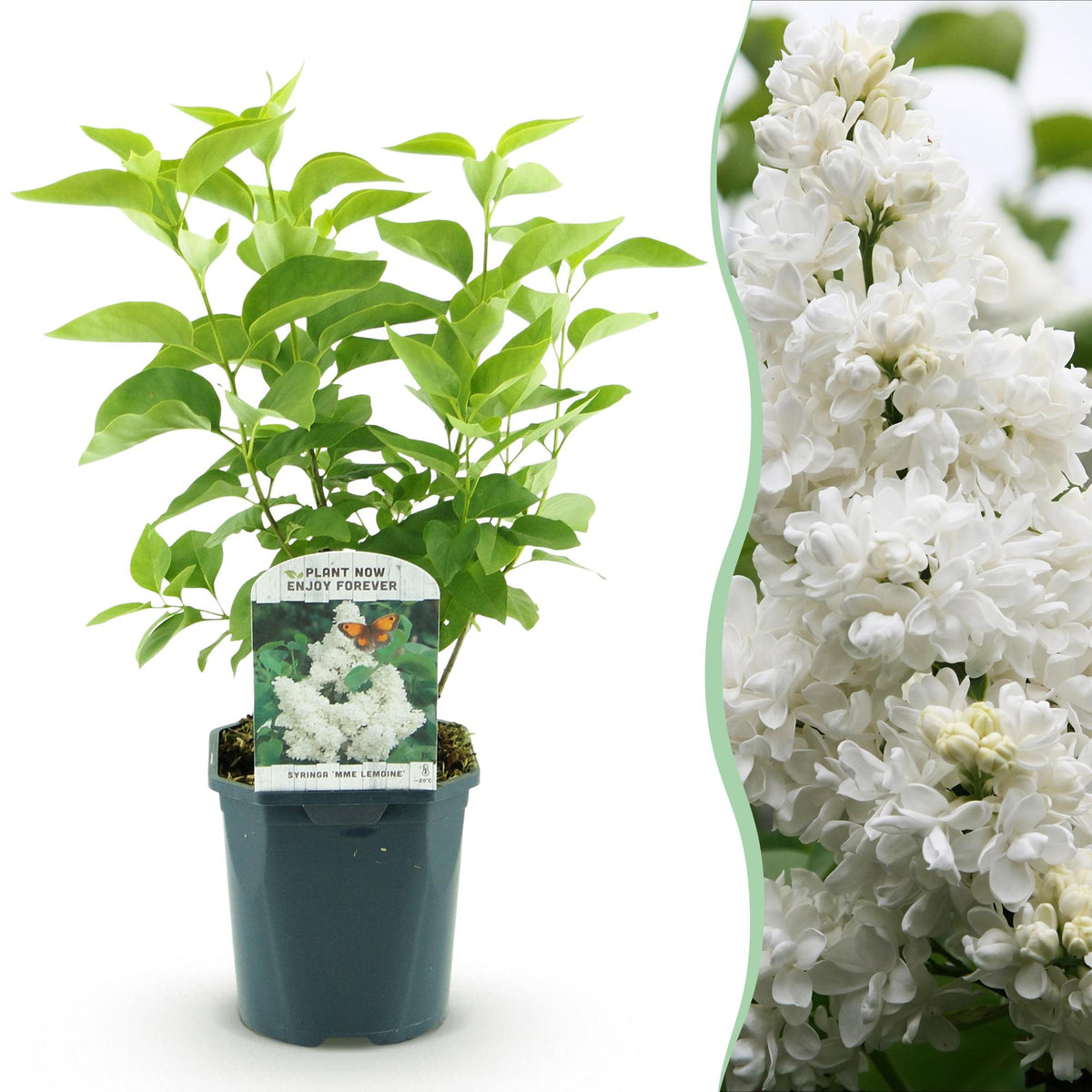 Gewone sering Mme Lemoine, heester met witte bloemen, plant in pot