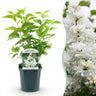Gewone sering Mme Lemoine, heester met witte bloemen