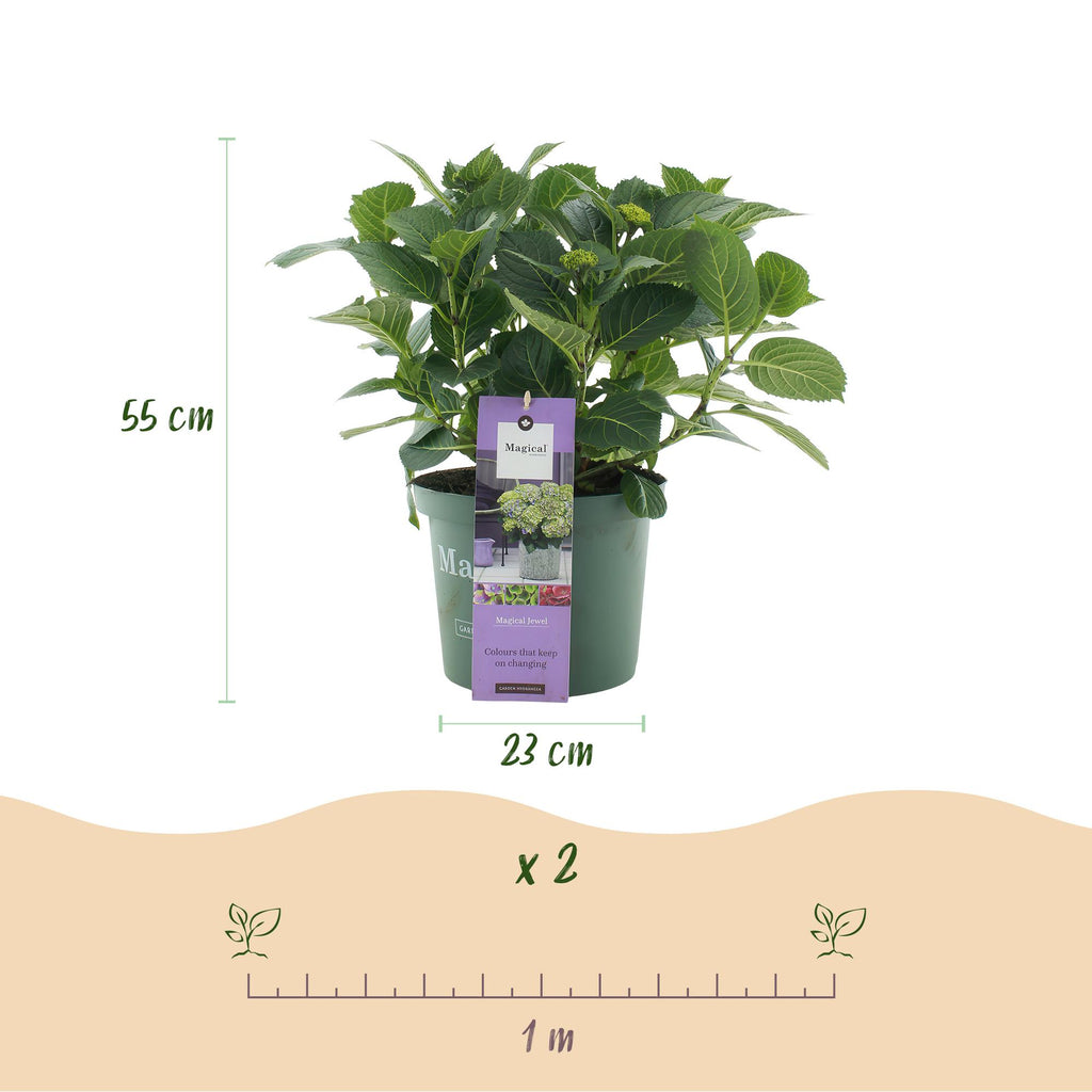 Hortensia Hydrangea Magical Jewel Blue, groene bladeren