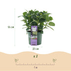Hortensia Hydrangea Magical Jewel Blue, groene bladeren