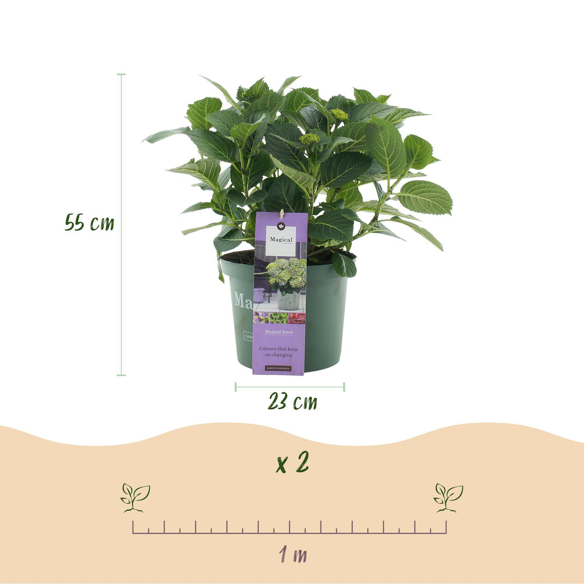 Hortensia Hydrangea Magical Jewel Blue, groene bladeren