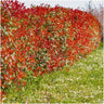 Glansmispel Red Robin per strekkende meter, 6 planten