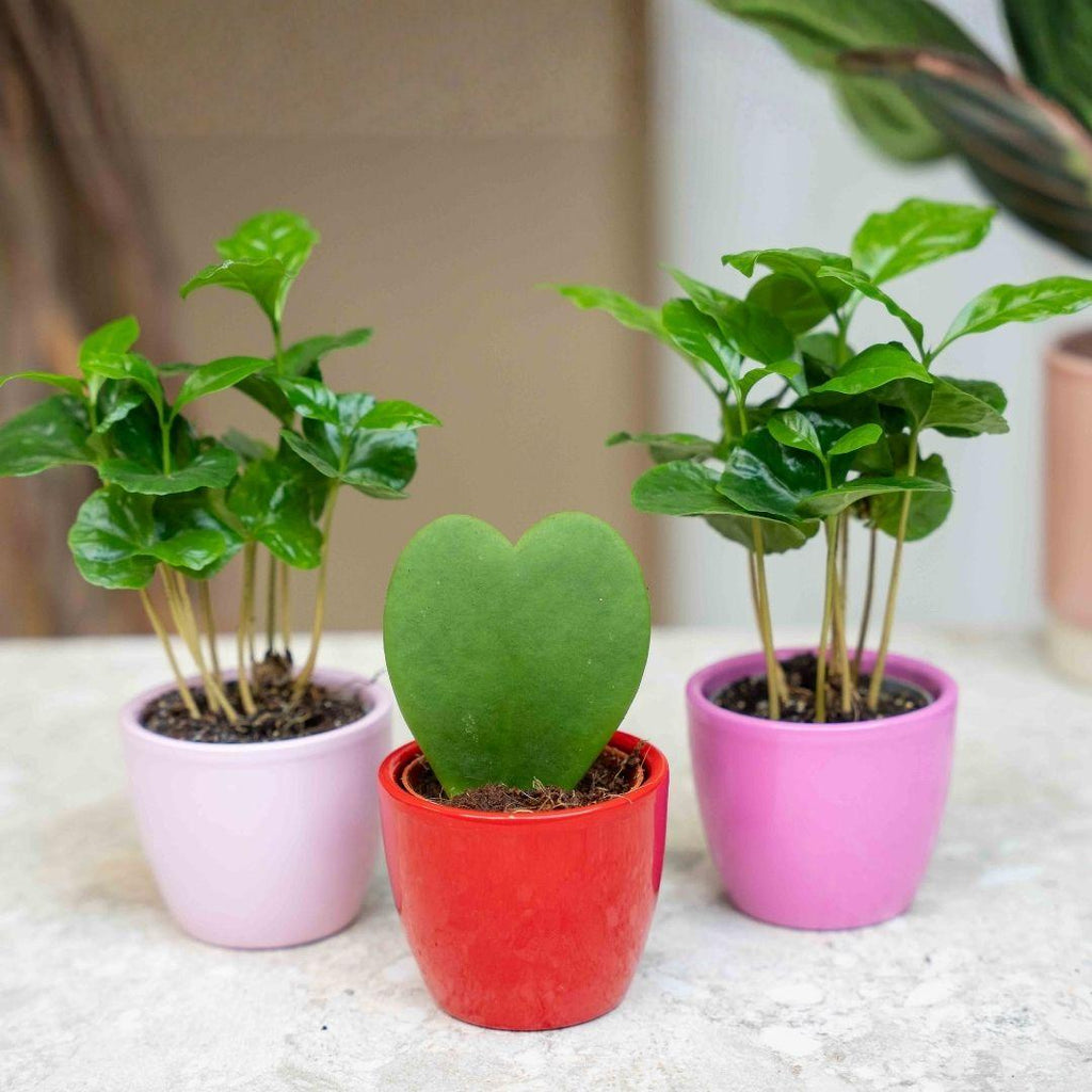 Cadeauset koffieplant Coffea Arabica, 3 mini-plantjes, plant in pot