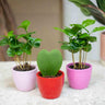 Cadeauset koffieplant Coffea Arabica, 3 mini-plantjes