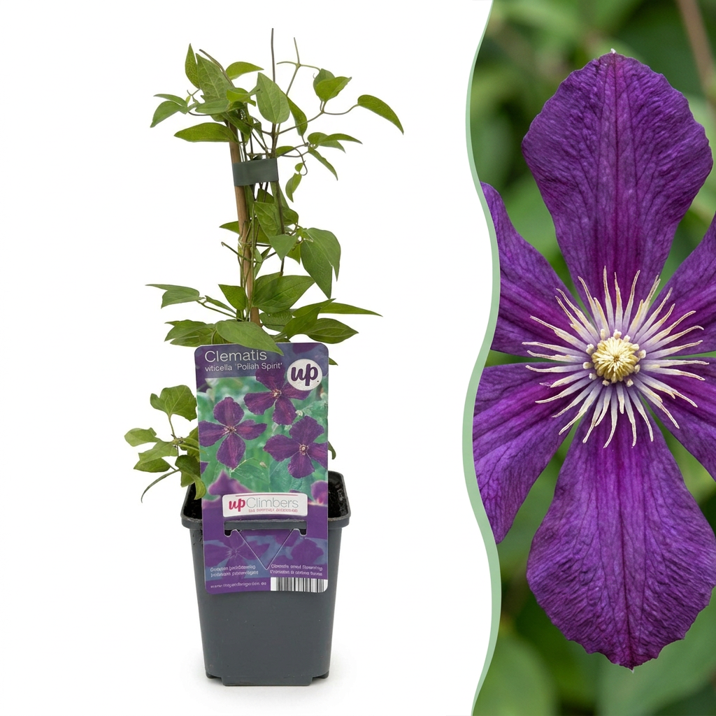 Clematis 'Polish Spirit' - paarse bosrank, plant in pot