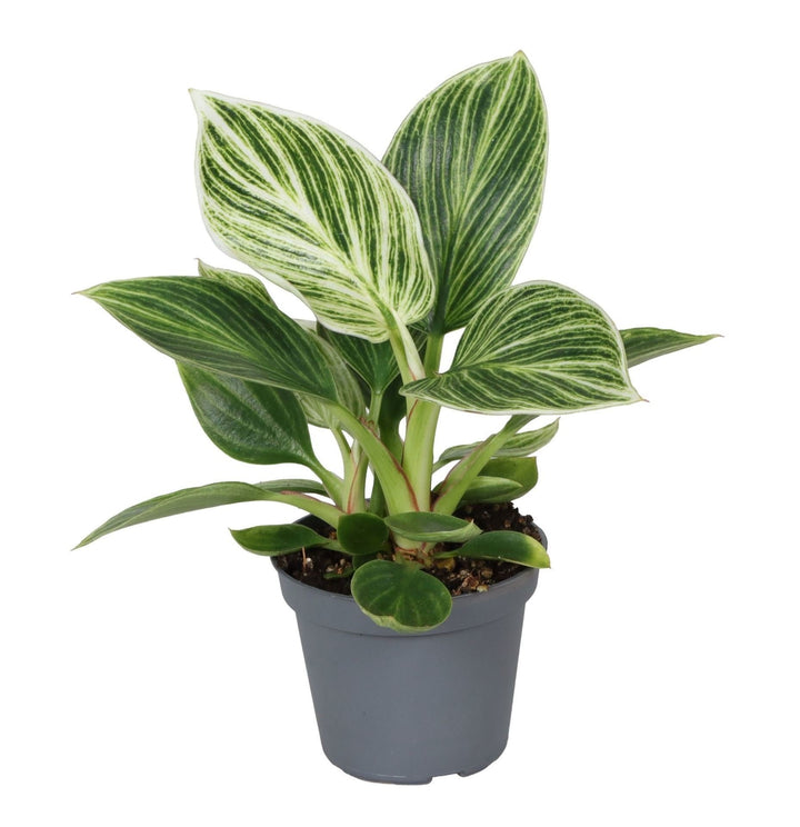 Philodendron Witte Maat - Philodendron White Measure - Groen - Wit - Tropisch - Ø6cm - ↕10cm