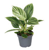 Philodendron Witte Maat - Philodendron White Measure - Groen - Wit - Tropisch - Ø6cm - ↕10cm