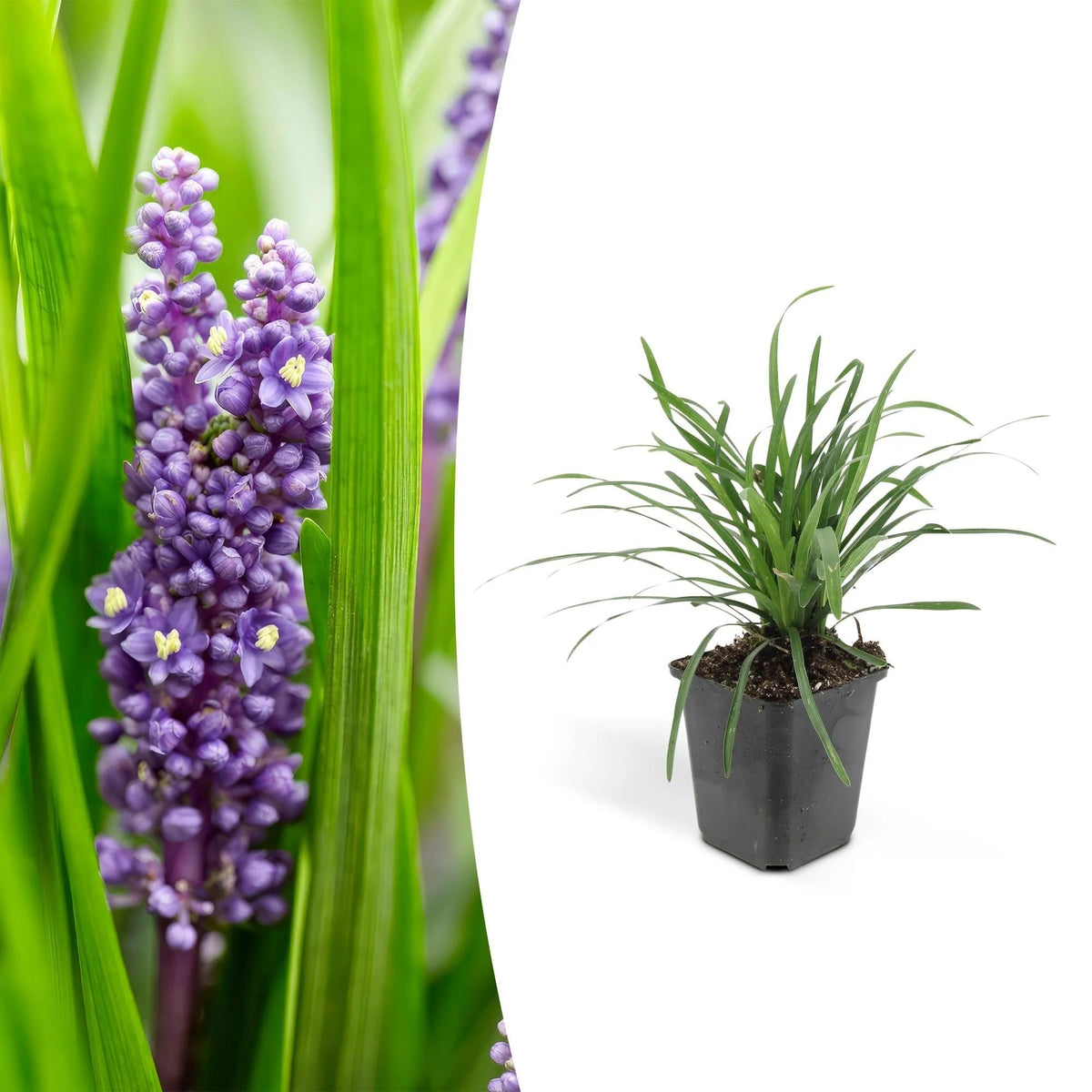 Liriope muscari 'Moneymaker', groene bladeren