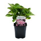 Hydrangea macrophylla Pink, detail van het blad