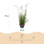Fargesia nitida Black Dragon, 80 cm hoog