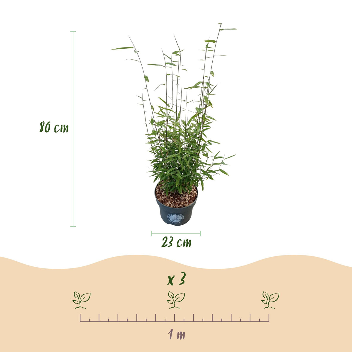 Fargesia nitida Black Dragon, 80 cm hoog, groene bladeren