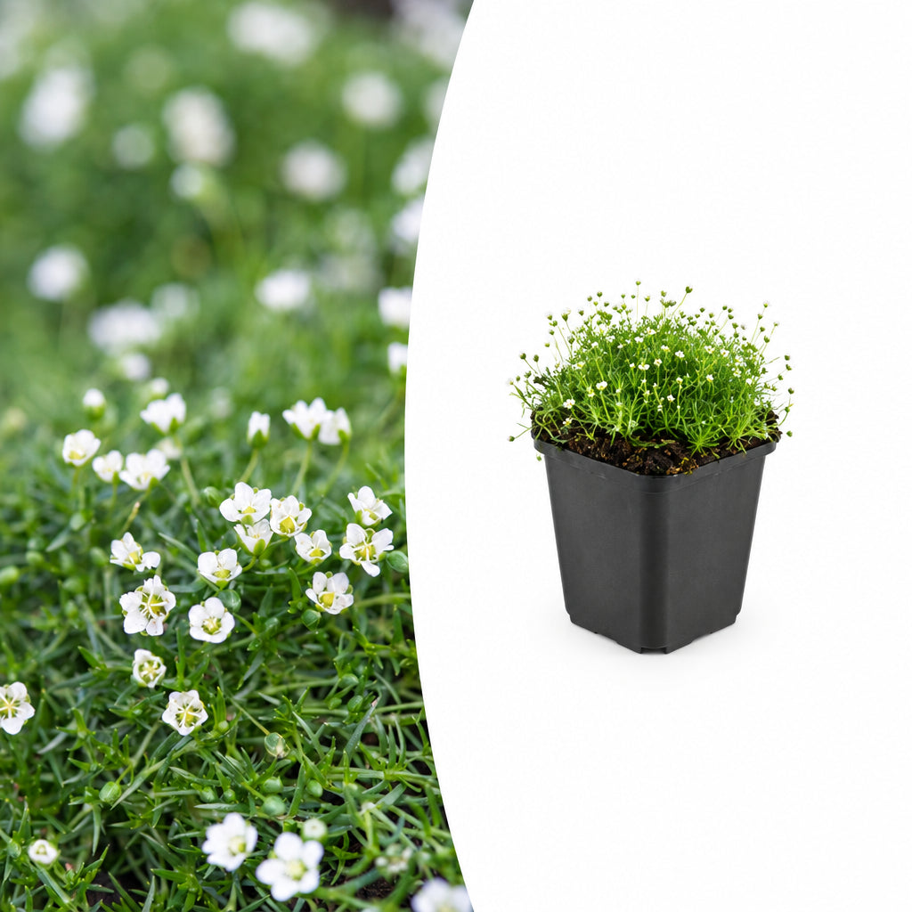 Sagina subulata, plant in pot