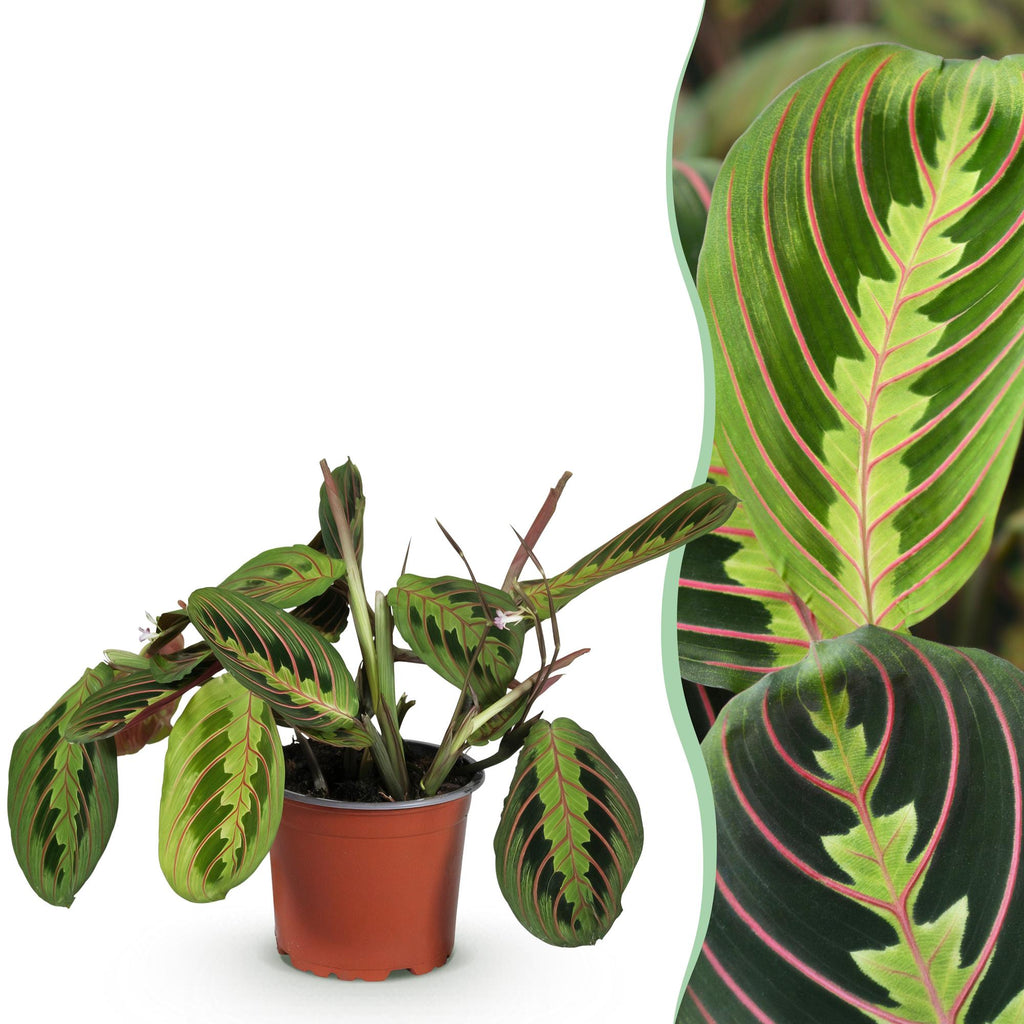 Maranta Fascinator Tricolour, sierlijke plant