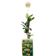 Lonicera x tellmanniana - Tellmann-kamperfoelie