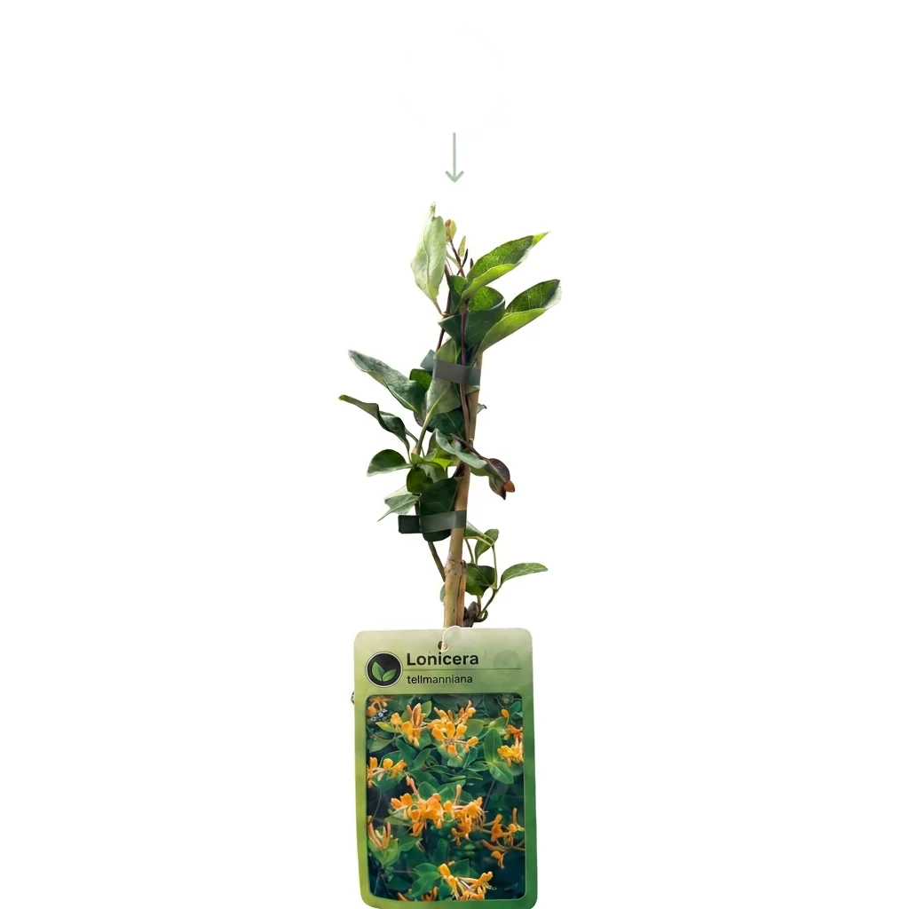 Lonicera x tellmanniana - Tellmann-kamperfoelie, detail van het blad