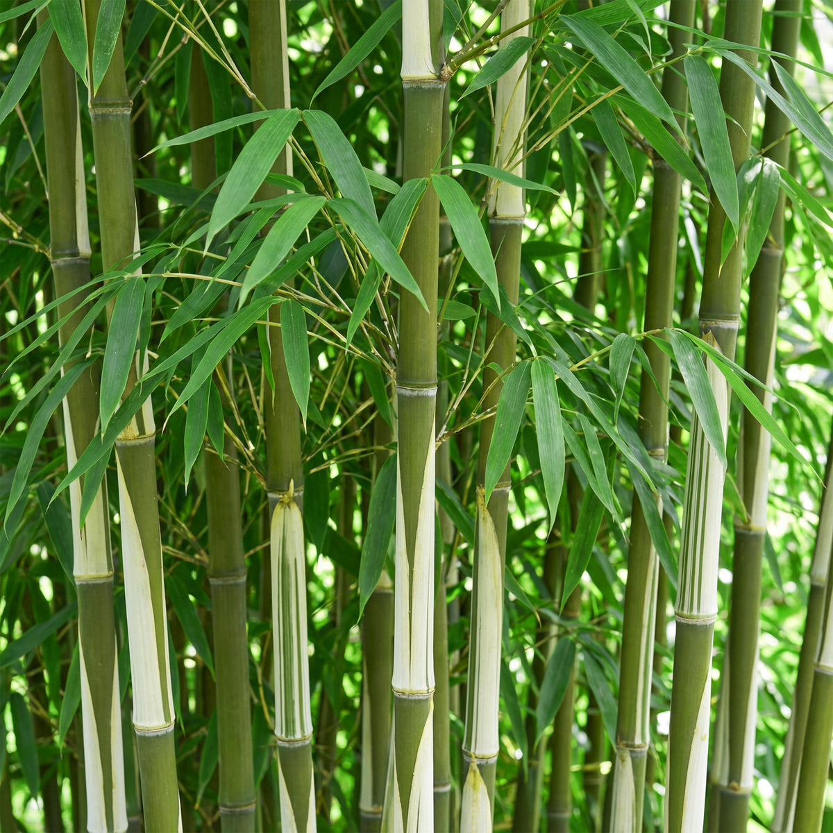 Fargesia robusta Pingwu, 35 cm hoog, groene bladeren