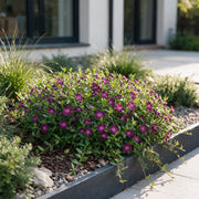 Vinca minor &