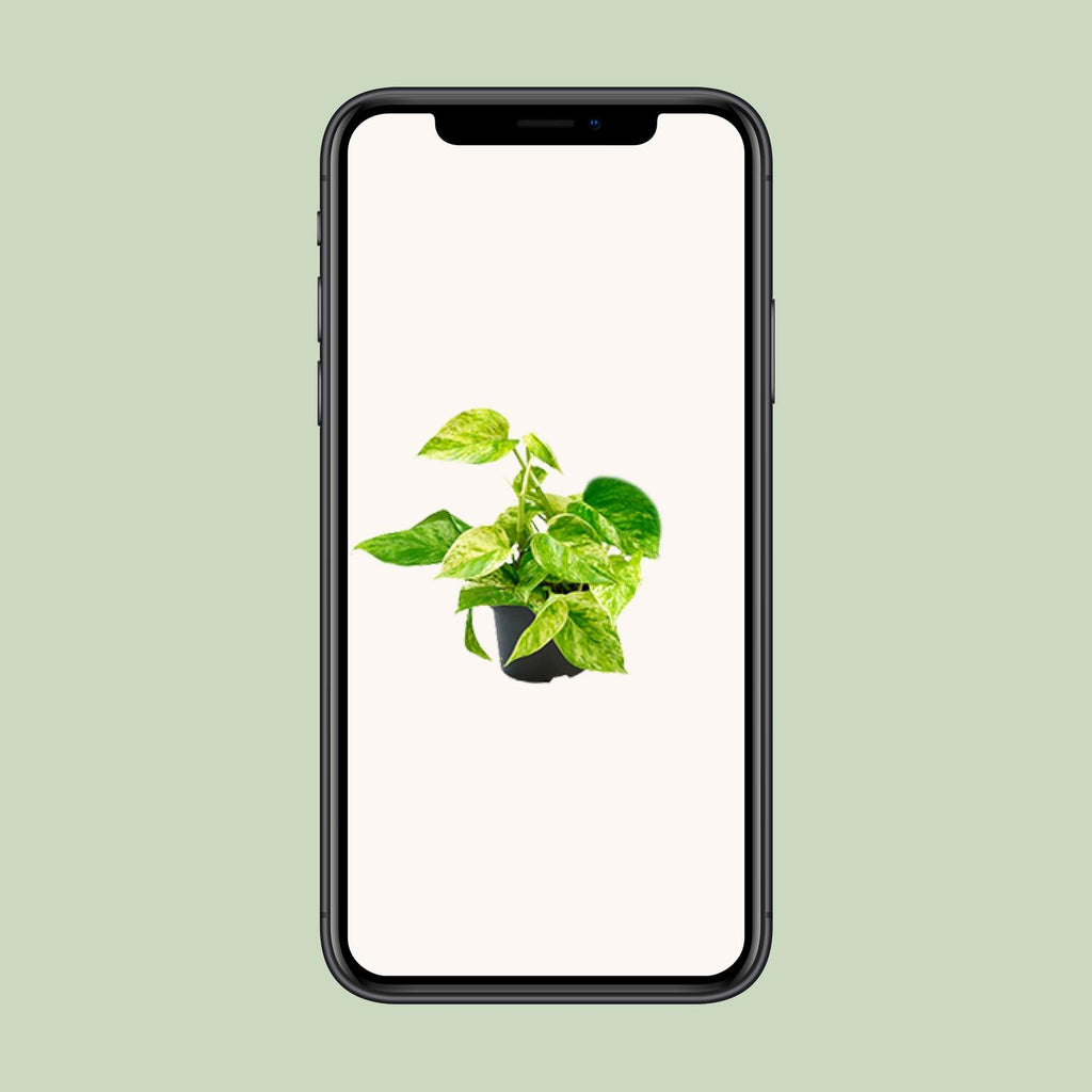 Detailfoto van Epipremnum Marble Queen - Scindapsus