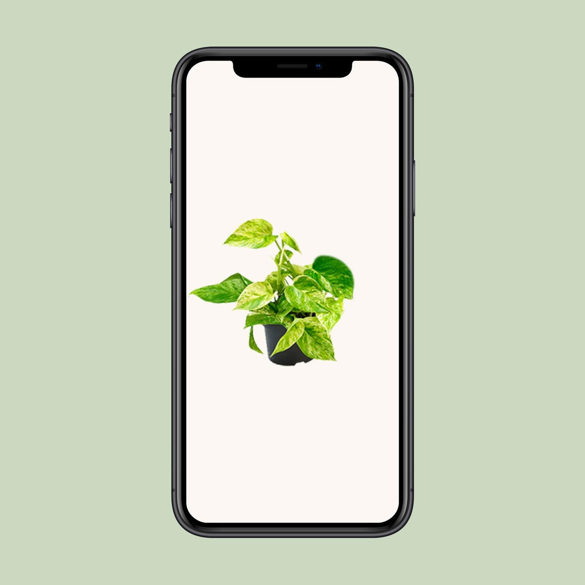 Detailfoto van Epipremnum Marble Queen - Scindapsus