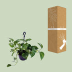 Detailfoto van Epipremnum Aureum