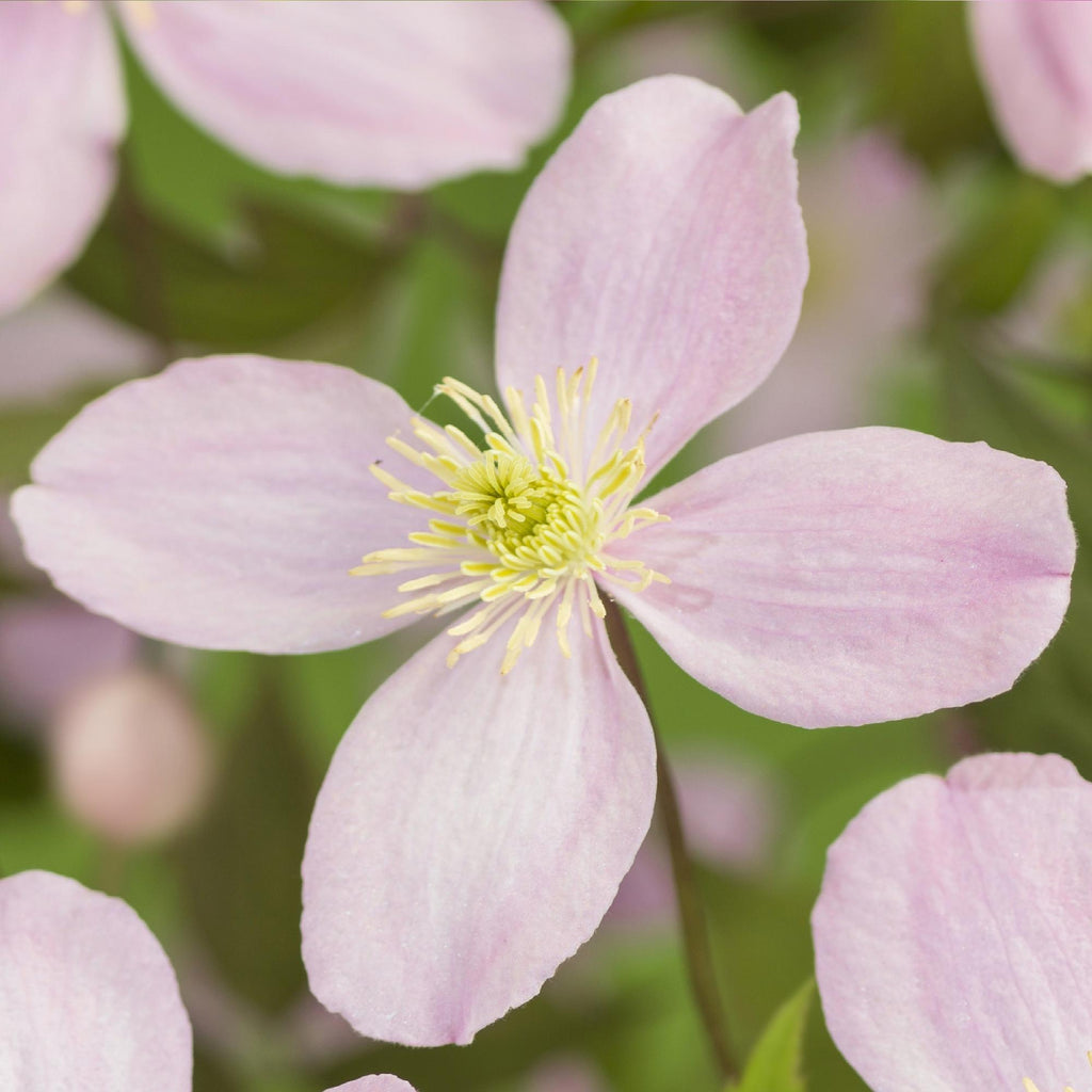 Clematis montana Rubens, plant in pot