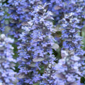 Ajuga reptans 'Burgundy Glow', plant in pot