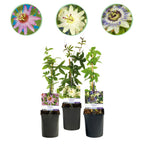 Passiflora Tricolour, plant in pot