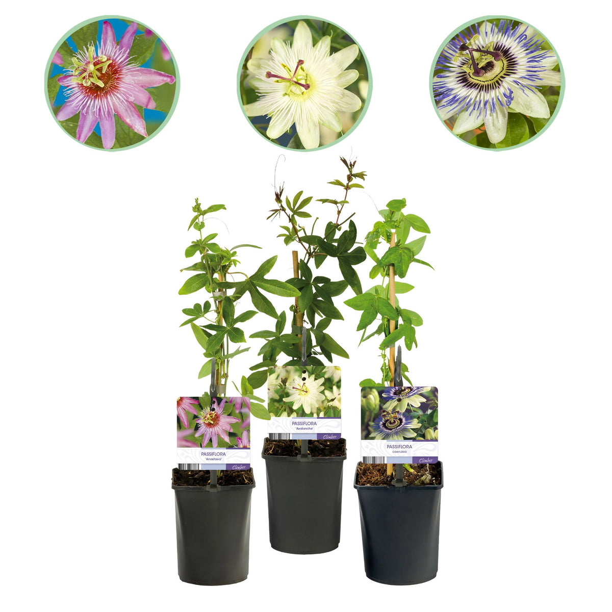 Passiflora Tricolour, plant in pot