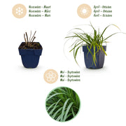 Carex oshimensis Evergreen - Japanse Zegge - Groenblijvend - Groen - 6 Planten
