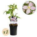 Productafbeelding van Pureplant