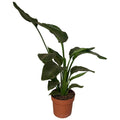Productfoto van Strelitzia Nicolai 2pp