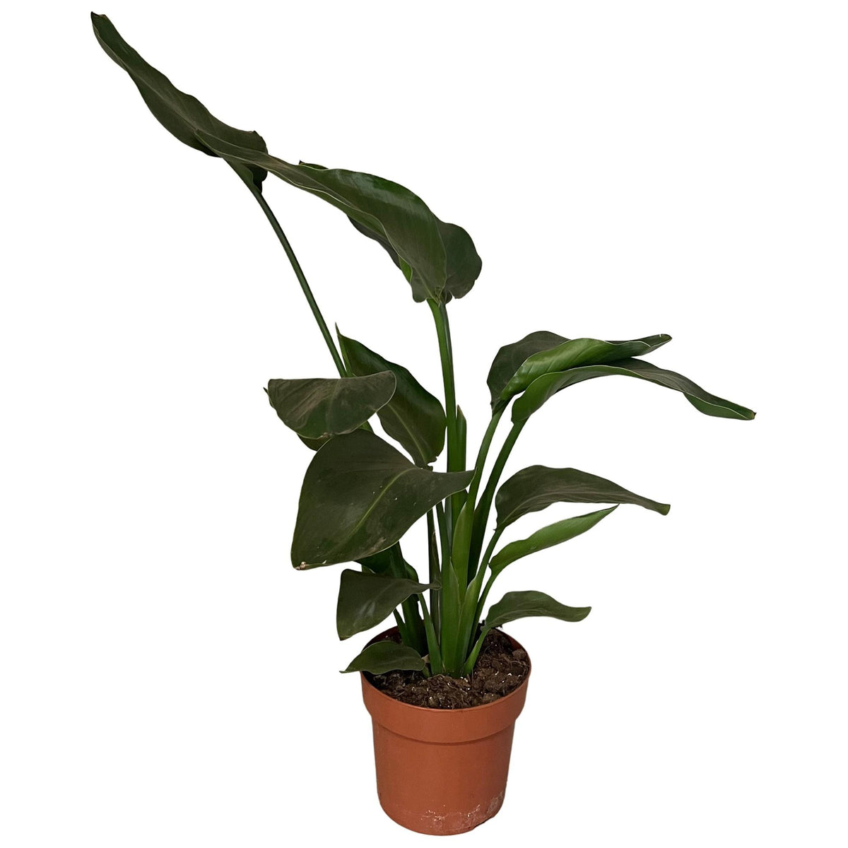 Productfoto van Strelitzia Nicolai 2pp