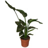 Strelitzia Nicolai 2pp