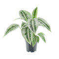 Schismatoglottus Mottleyana, plant in pot