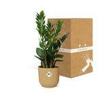 Detailfoto van Zamioculcas in ELHO Vibes Fold 14cm geel