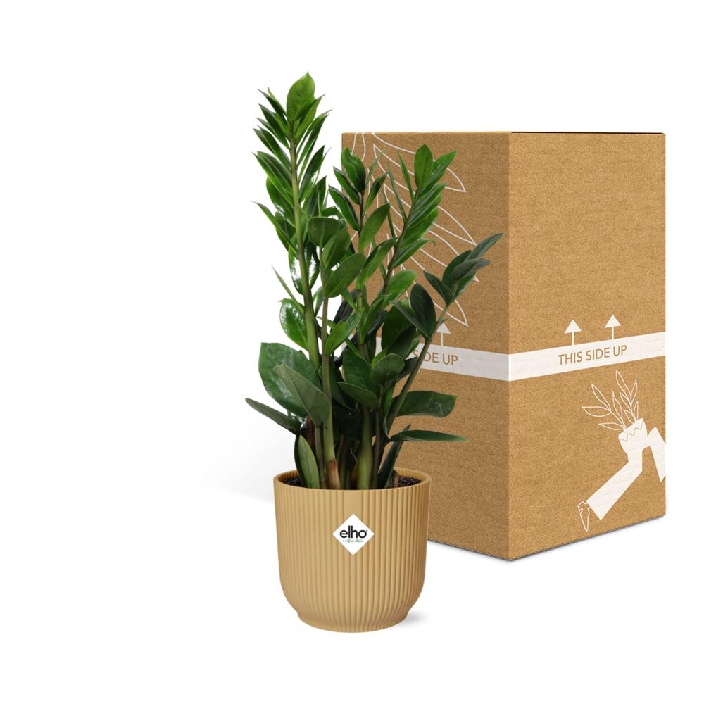 Detailfoto van Zamioculcas in ELHO Vibes Fold 14cm geel