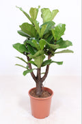 Productfoto van Ficus Lyrata vertakt