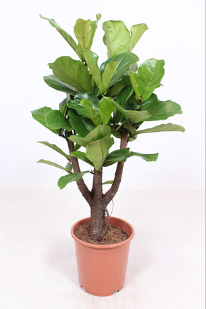 Ficus Lyrata vertakt