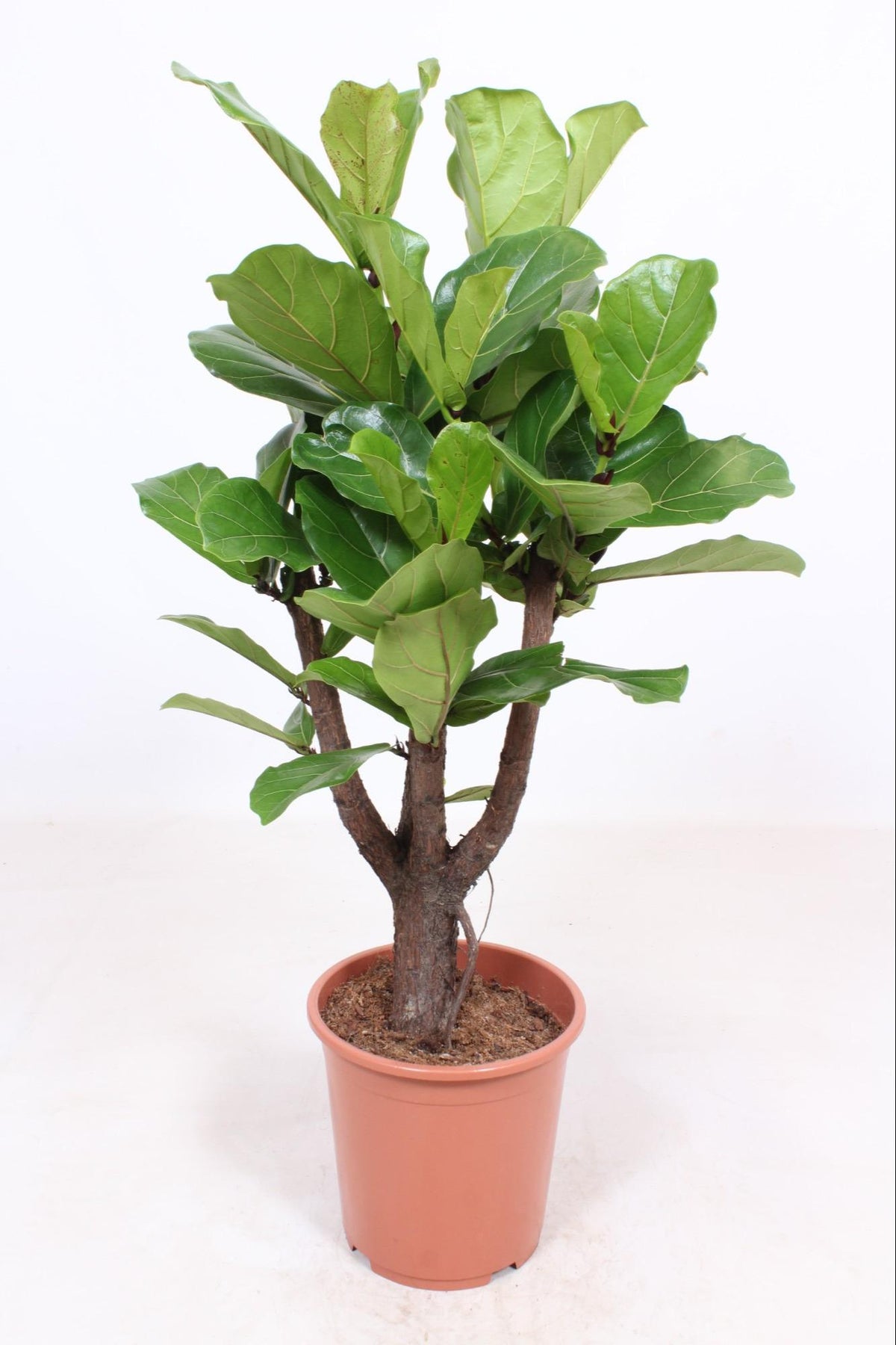 Productfoto van Ficus Lyrata vertakt