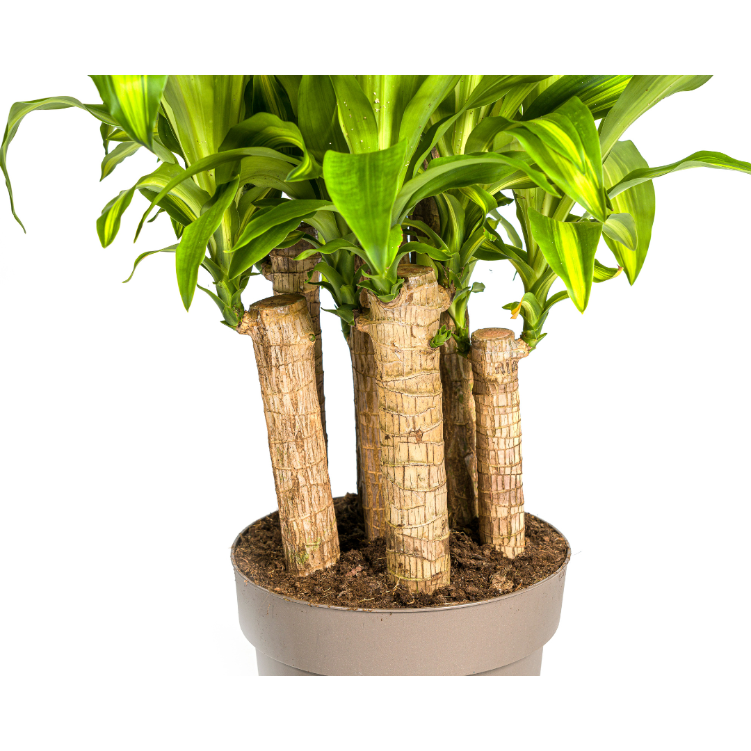 Dracaena Fragrans Massangeana Carrousel, kenmerkend blad