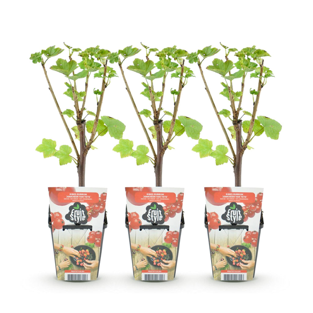 Rode bes Ribes rubrum Jonkheer van Tets, kenmerkend blad
