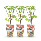 Rode bes Ribes rubrum Jonkheer van Tets, kenmerkend blad