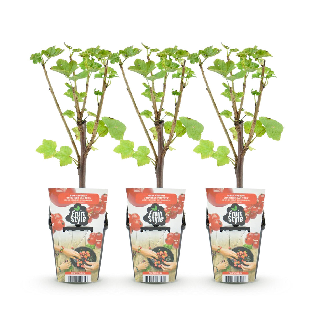 Rode bes Ribes rubrum Jonkheer van Tets, kenmerkend blad