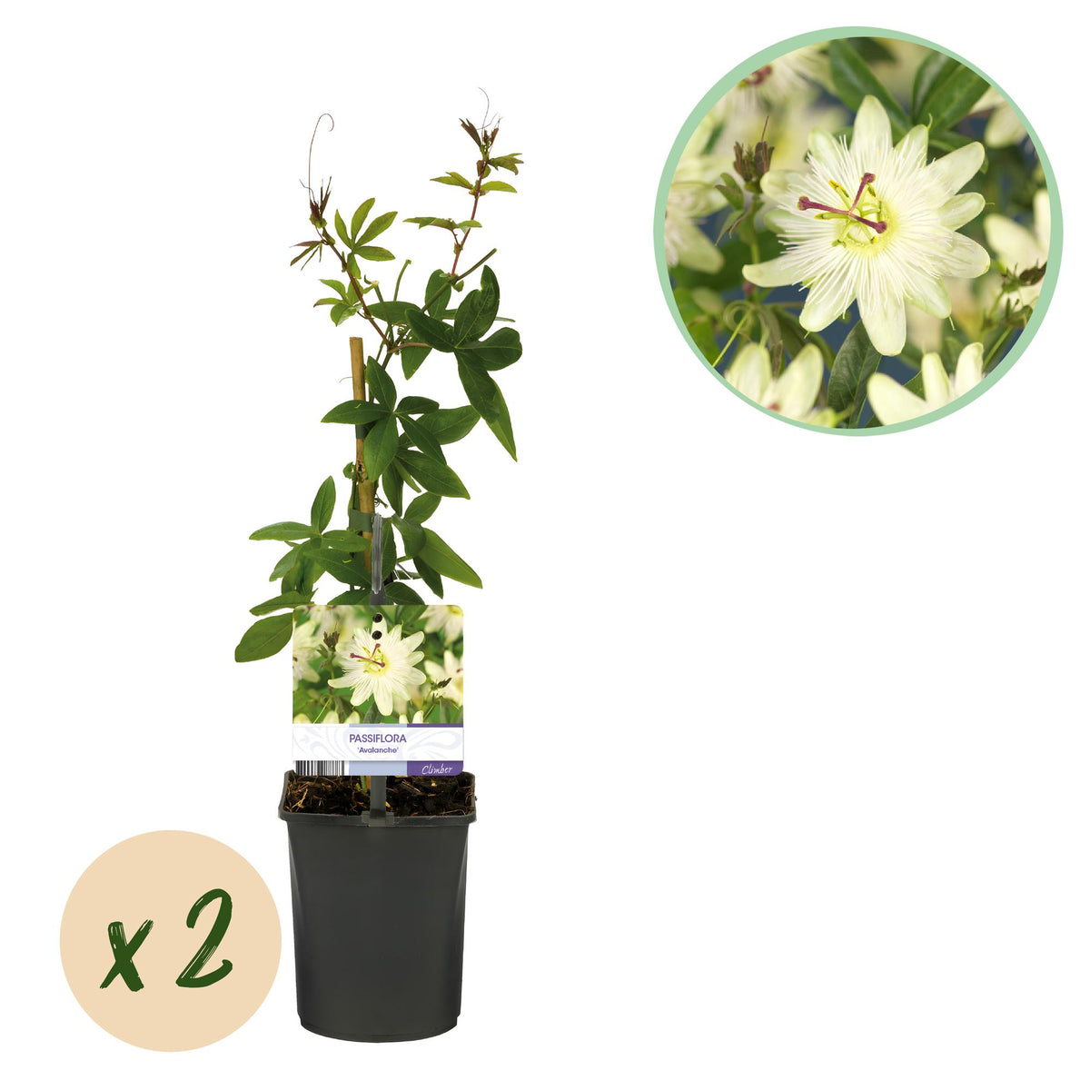 Passiflora Avalanche, plant in pot