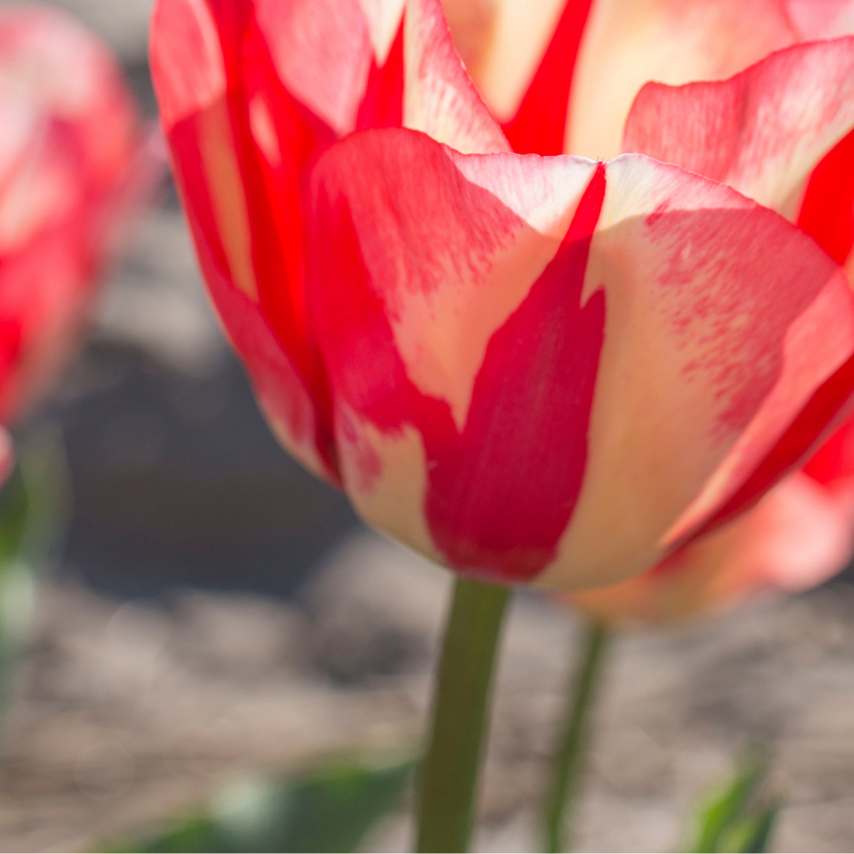Tulpenbollen Spring Break – 20 Stuks Maat 11/12, detail van het blad