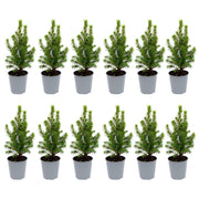 Picea Glauca Perfecta 12x Mini-kerstboom