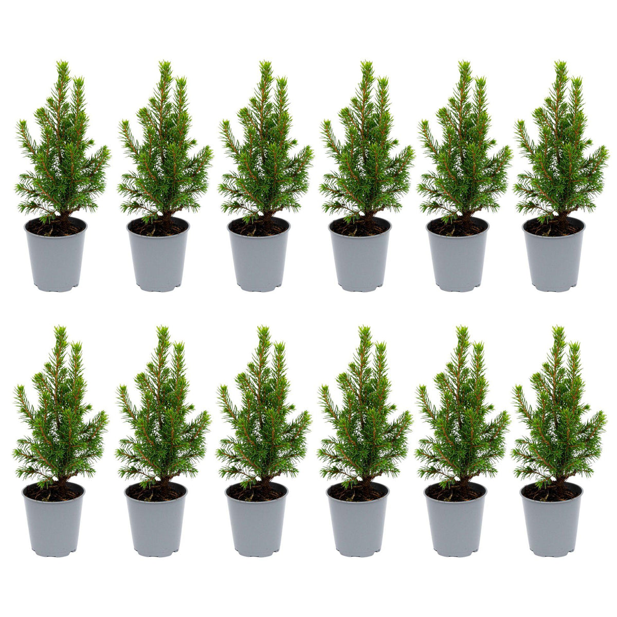 Detailfoto van Picea Glauca Perfecta 12x Mini-kerstboom