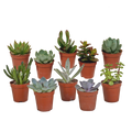 Vetplanten mix, plant in pot