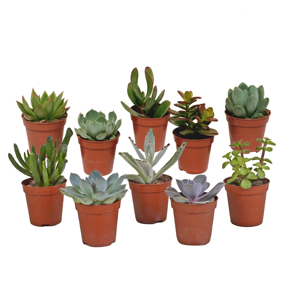 Vetplanten mix, plant in pot